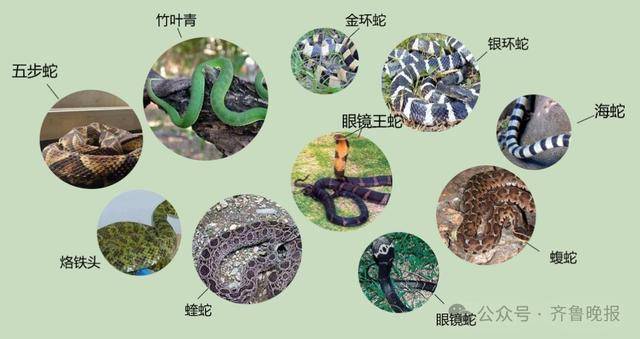 安徽宣城一男子走路玩手机<strong></p>
<p>中芯国际股票</strong>，一脚踩中打架的竹叶青和五步蛇，被俩毒蛇咬3口！医院：暂无生命危险，正在治疗