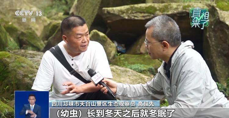 网传萤火虫濒临灭绝<strong></p>
<p>格力电器股票</strong>，是真的吗？