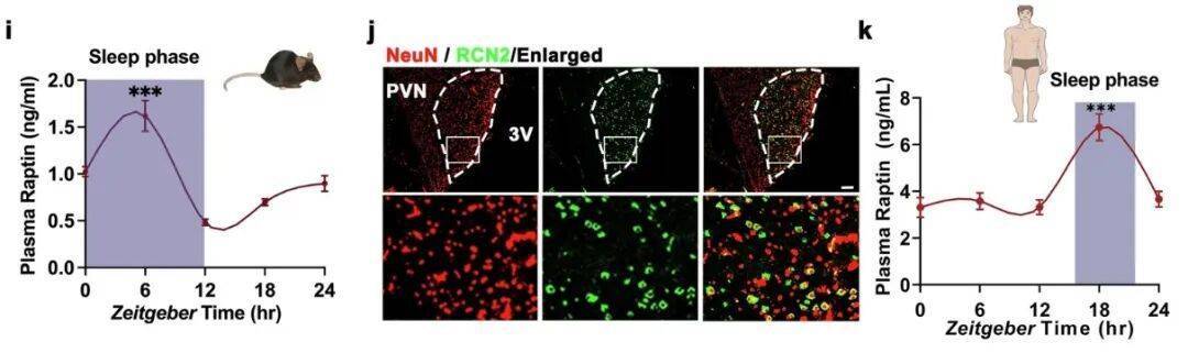 多睡1小时<strong></p>
<p>常山北明股票</strong>,两周瘦1斤?不知道的亏大了