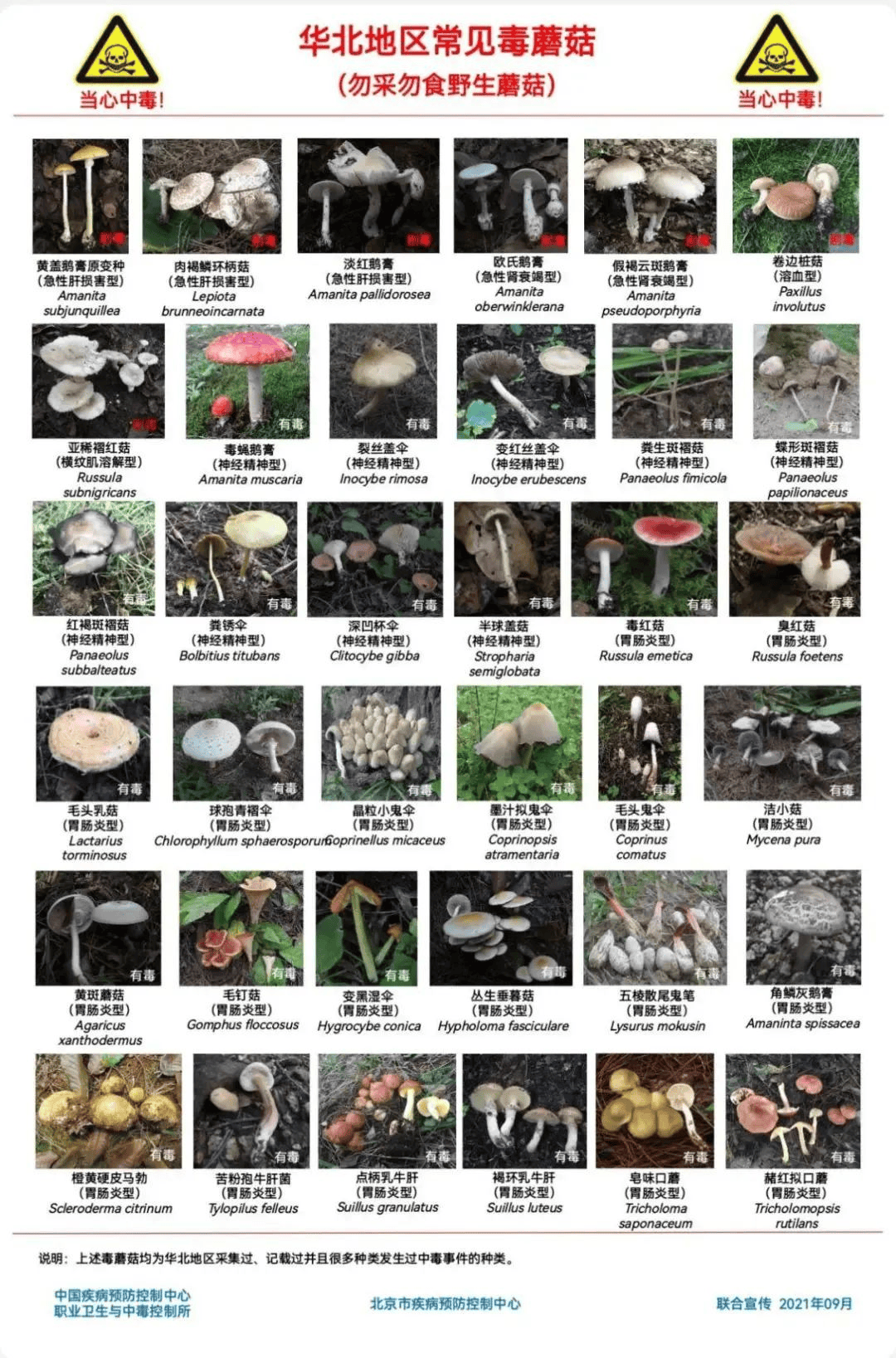 网红发文悼念婆婆:吃了邻居送的蘑菇中毒<strong></p>
<p>如何选股票</strong>,抢救四天四夜死亡!这些蘑菇避毒原则可能是陷阱→