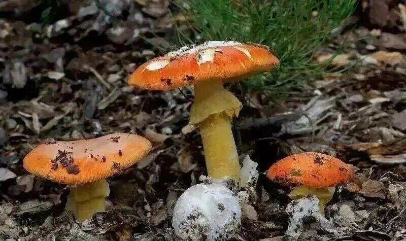 网红发文悼念婆婆:吃了邻居送的蘑菇中毒<strong></p>
<p>如何选股票</strong>,抢救四天四夜死亡!这些蘑菇避毒原则可能是陷阱→