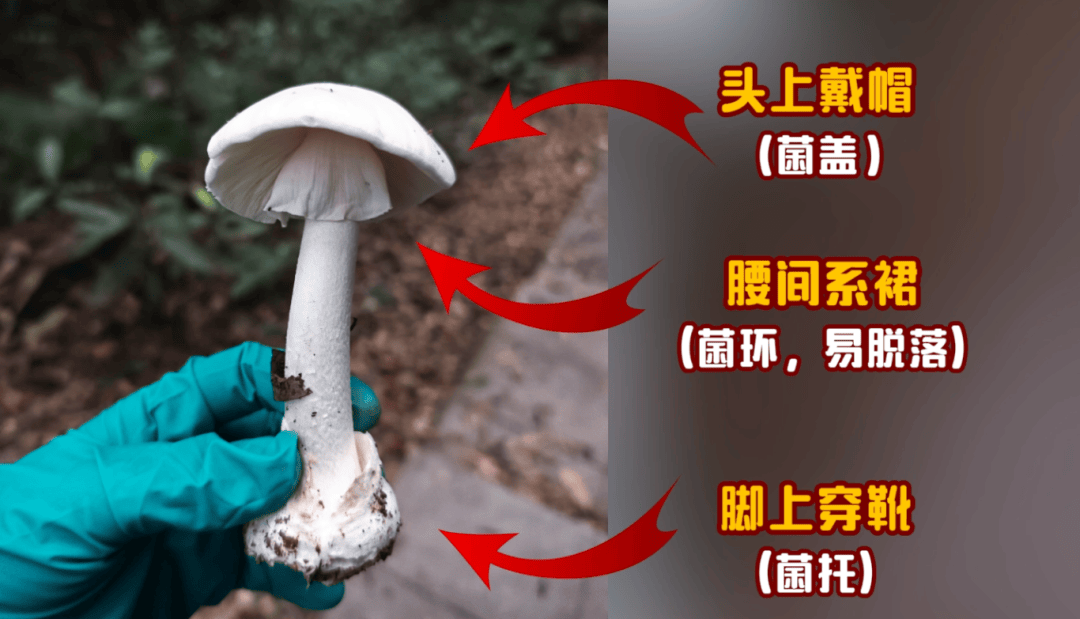 网红发文悼念婆婆:吃了邻居送的蘑菇中毒<strong></p>
<p>如何选股票</strong>,抢救四天四夜死亡!这些蘑菇避毒原则可能是陷阱→