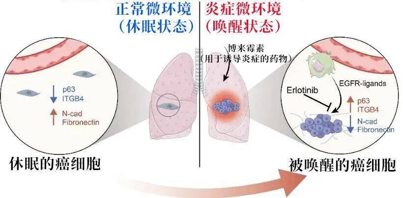长期炎症会“唤醒”癌细胞<strong></p>
<p>京东方a股票</strong>!这份抗炎指南每个人都该看看