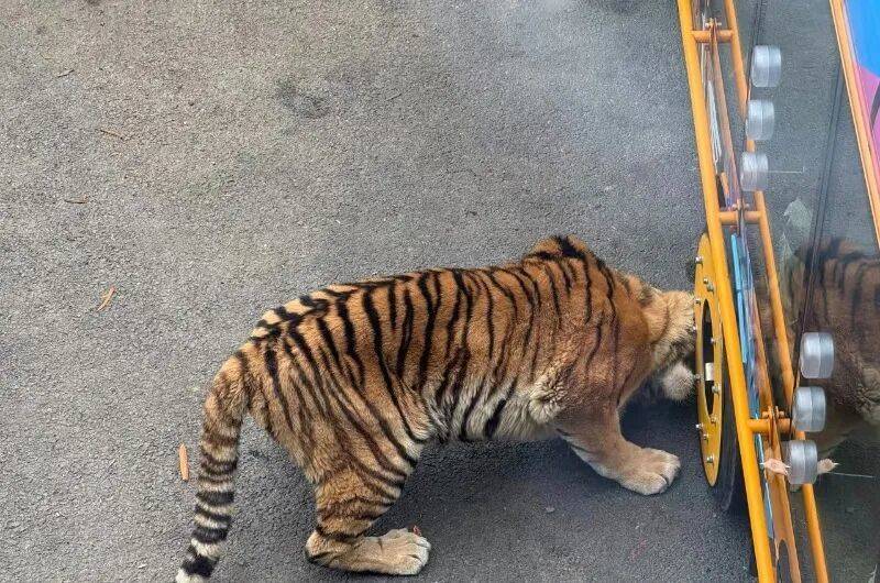 动物园观光车压碎老虎下巴<strong></p>
<p>360股票</strong>?园方:初步检查未发现重大伤情