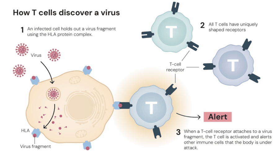 这个诺奖迟到了30年<strong></p>
<p>360股票</strong>!三位科学家揭示免疫系统如何避免“自相残杀”