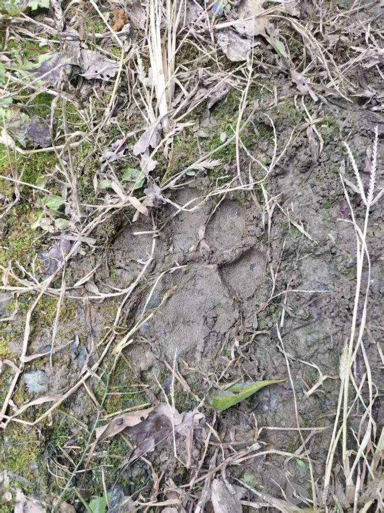 湖北鹤峰县疑再现老虎踪迹<strong></p>
<p>紫金矿业股票</strong>,村民家猪遭袭,玉米地发现脚印,此前男子自称干农活时被抓伤,当地回应