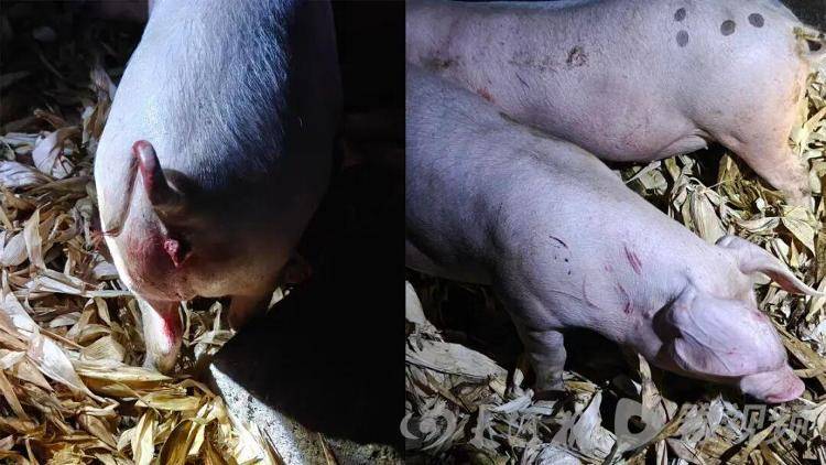 湖北鹤峰县疑再现老虎踪迹<strong></p>
<p>紫金矿业股票</strong>,村民家猪遭袭,玉米地发现脚印,此前男子自称干农活时被抓伤,当地回应