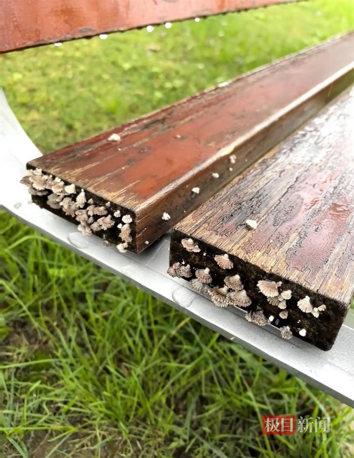 西安连续一个多月降雨遍地长蘑菇<strong></p>
<p>方正科技股票</strong>，大雁塔受潮，城墙布满青苔，气象局解释成因