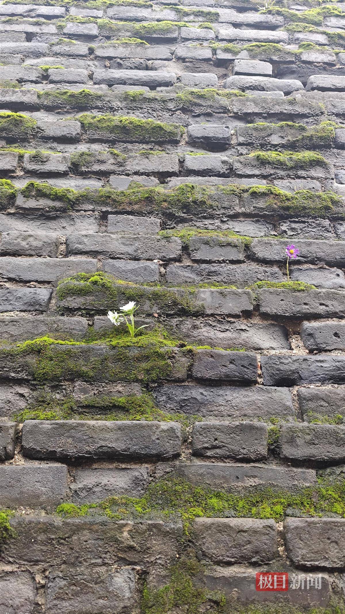 西安连续一个多月降雨遍地长蘑菇<strong></p>
<p>方正科技股票</strong>，大雁塔受潮，城墙布满青苔，气象局解释成因