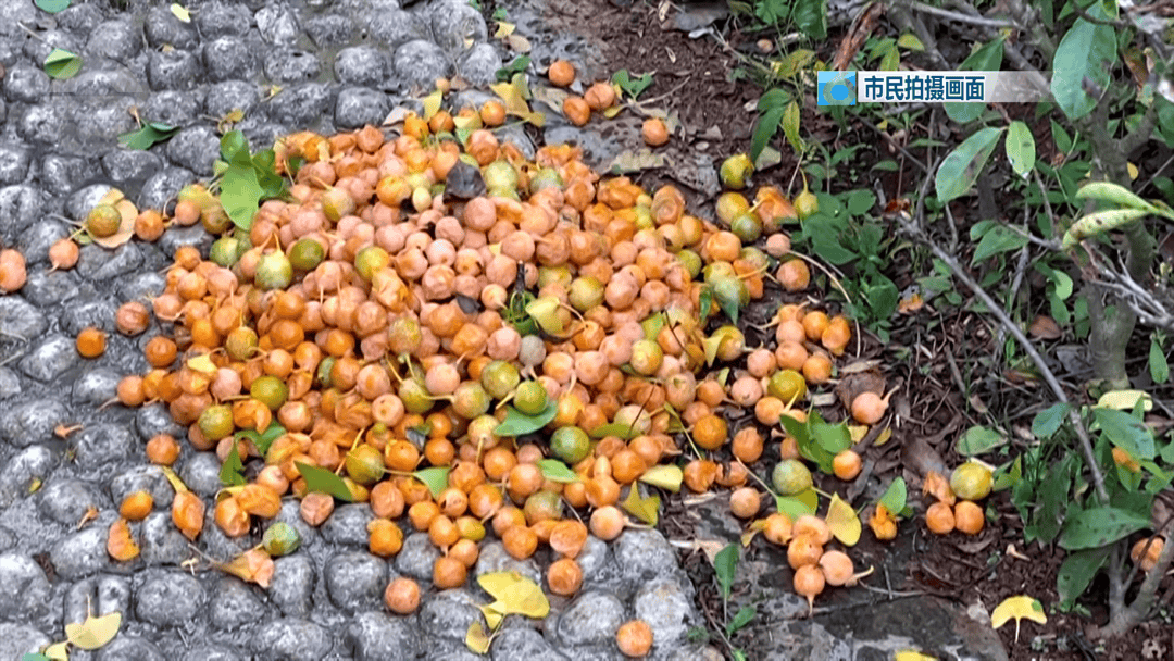 不要捡<strong></p>
<p>方正科技股票</strong>！不要吃！昆明街头正大量出现……