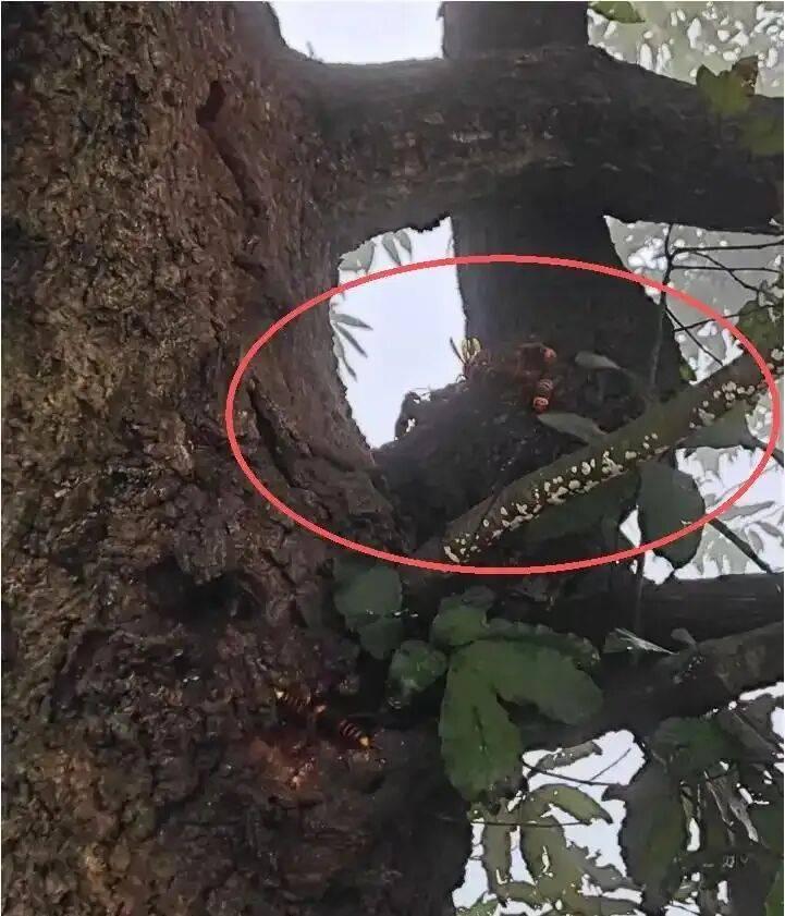 4名游客景区内遭马蜂袭击<strong></p>
<p>方正科技股票</strong>,旅游度假区:是森林公园不卖门票,蜇伤先就医后提供证据投诉