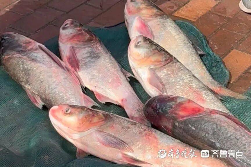 “鱼多得数不过来<strong></p>
<p>机器人股票</strong>,一网子下去能捞好几条”济南锦绣川水库开闸放水,大量鲢鱼被冲出,工作人员:禁止捕捞!