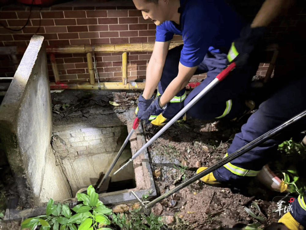 广州一小区蛇患频发:已抓超60条但未探测到蛇窝位置<strong></p>
<p>机器人股票</strong>,多方介入