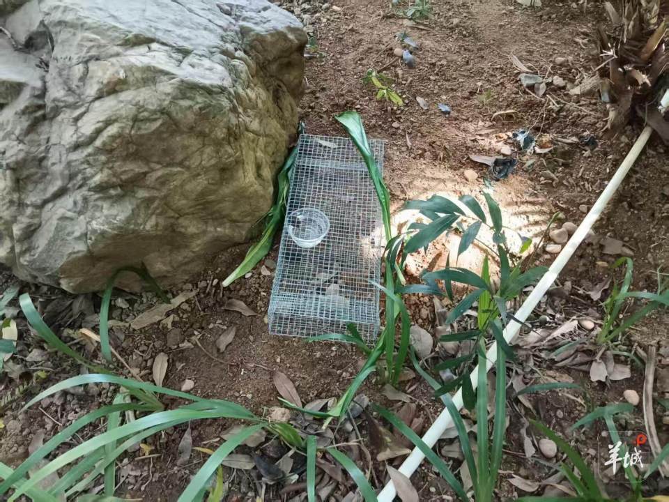 广州一小区蛇患频发:已抓超60条但未探测到蛇窝位置<strong></p>
<p>机器人股票</strong>,多方介入