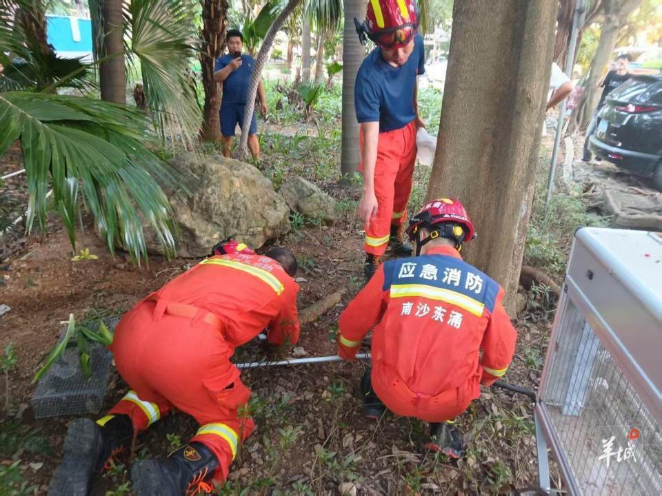 广州一小区蛇患频发:已抓超60条但未探测到蛇窝位置<strong></p>
<p>机器人股票</strong>,多方介入