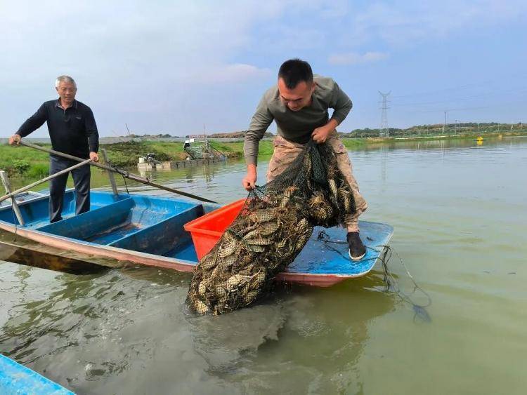 武汉江夏一地大闸蟹大量上市<strong></p>
<p>京东股票</strong>,日产1000斤当天售完,每只螃蟹有自己的“身份证”,吃深海小黄鱼长大