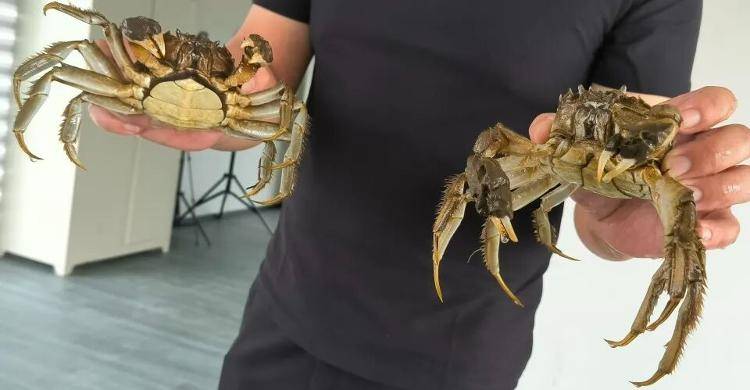 武汉江夏一地大闸蟹大量上市<strong></p>
<p>京东股票</strong>,日产1000斤当天售完,每只螃蟹有自己的“身份证”,吃深海小黄鱼长大