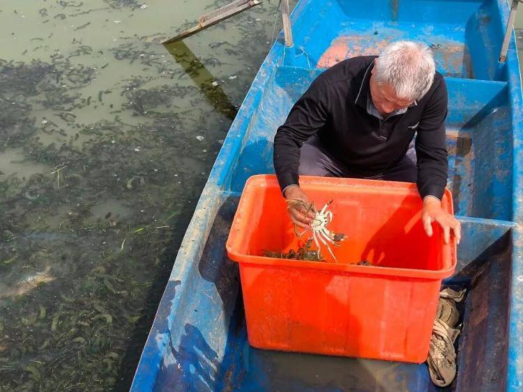 武汉江夏一地大闸蟹大量上市<strong></p>
<p>京东股票</strong>,日产1000斤当天售完,每只螃蟹有自己的“身份证”,吃深海小黄鱼长大