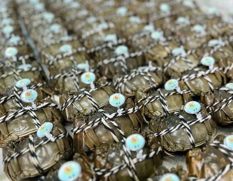 武汉江夏一地大闸蟹大量上市<strong></p>
<p>京东股票</strong>,日产1000斤当天售完,每只螃蟹有自己的“身份证”,吃深海小黄鱼长大