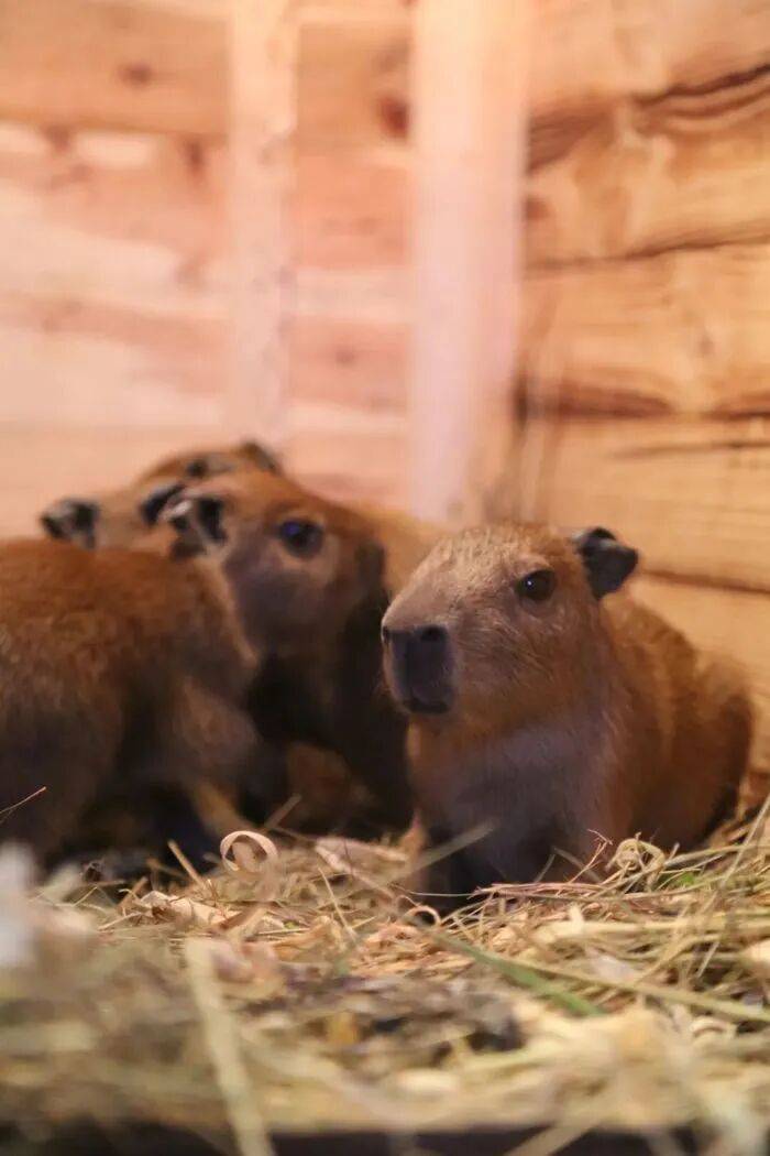 出生1小时就能独立行走<strong></p>
<p>谷歌股票</strong>,济南动物园“果果”和“豚豚”的4只新生幼崽,周末和市民见面