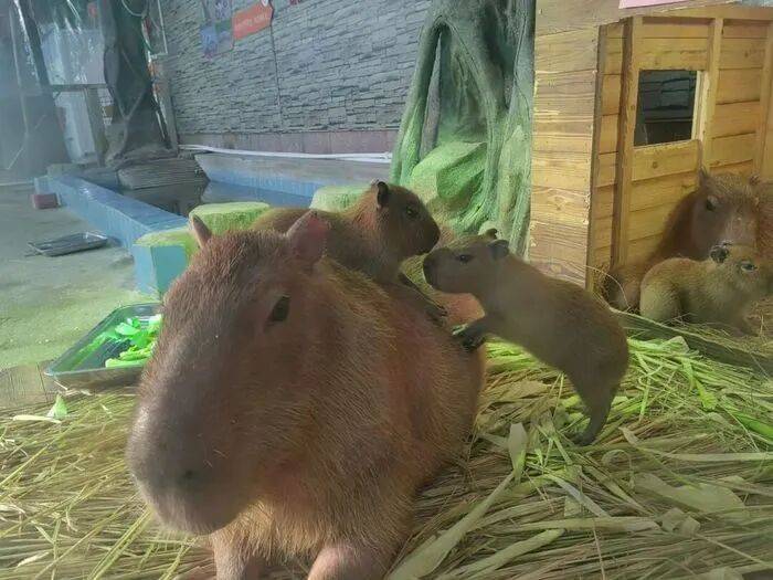 出生1小时就能独立行走<strong></p>
<p>谷歌股票</strong>,济南动物园“果果”和“豚豚”的4只新生幼崽,周末和市民见面