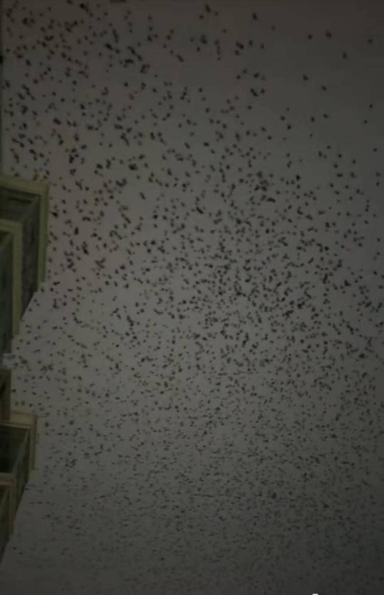 河北等多地天空现密集鸟群<strong></p>
<p>北方稀土股票</strong>,网友担心是灾害预兆,当地称未收到相关预警,专家解读