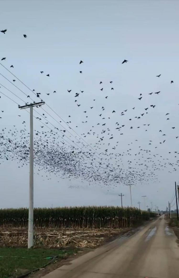 河北等多地天空现密集鸟群<strong></p>
<p>北方稀土股票</strong>,网友担心是灾害预兆,当地称未收到相关预警,专家解读