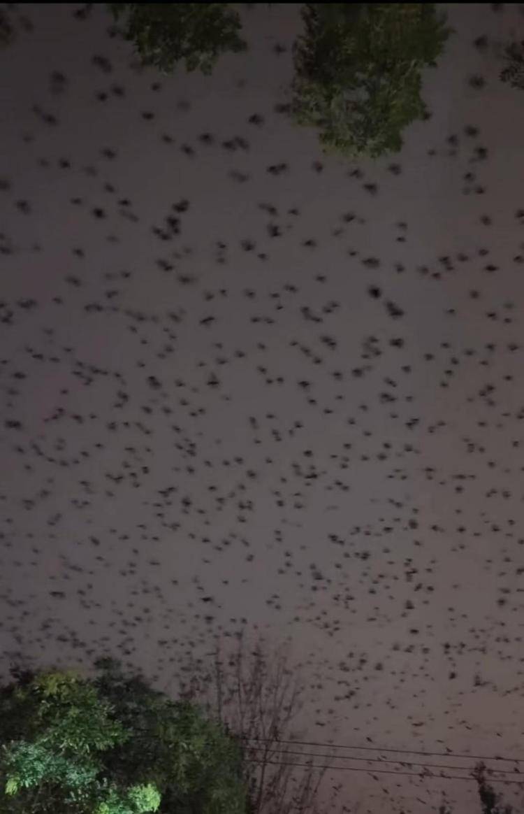 河北等多地天空现密集鸟群<strong></p>
<p>北方稀土股票</strong>,网友担心是灾害预兆,当地称未收到相关预警,专家解读