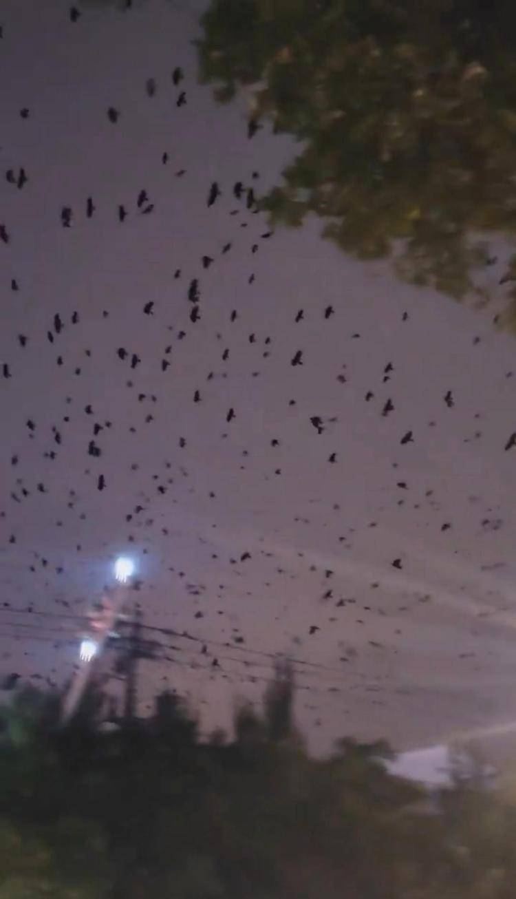 河北等多地天空现密集鸟群<strong></p>
<p>北方稀土股票</strong>,网友担心是灾害预兆,当地称未收到相关预警,专家解读