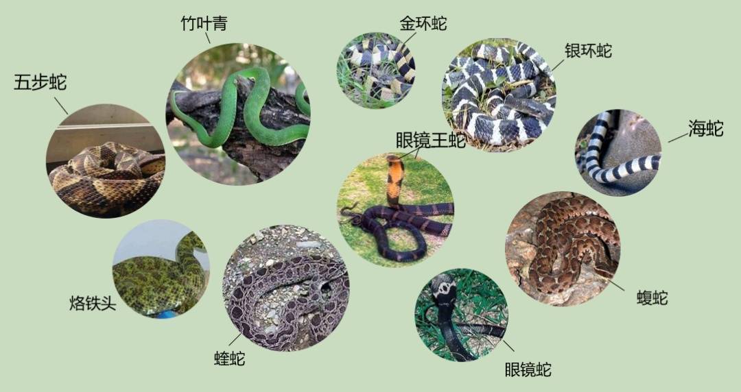 女子半夜上厕所<strong></p>
<p>鲁抗医药股票</strong>,马桶里突然窜出一条蛇!