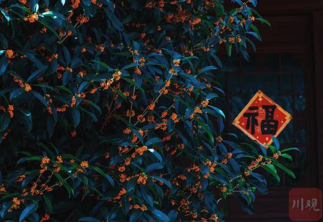 成都桂花又开了<strong></p>
<p>鲁抗医药股票</strong>?原来是因为……