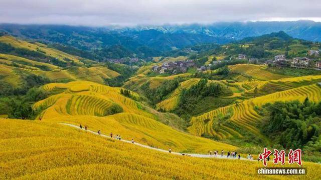 金秋<strong></p>
<p>上海贝岭股票</strong>,广西的梯田一点不输!