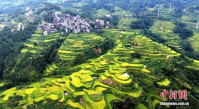 金秋<strong></p>
<p>上海贝岭股票</strong>,广西的梯田一点不输!