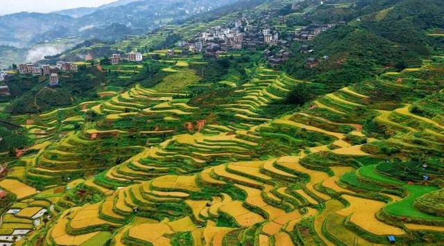 金秋<strong></p>
<p>上海贝岭股票</strong>,广西的梯田一点不输!