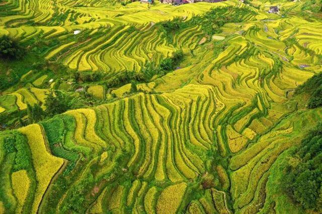 金秋<strong></p>
<p>上海贝岭股票</strong>,广西的梯田一点不输!