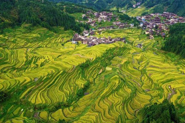 金秋<strong></p>
<p>上海贝岭股票</strong>,广西的梯田一点不输!