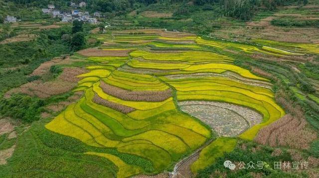 金秋<strong></p>
<p>上海贝岭股票</strong>,广西的梯田一点不输!