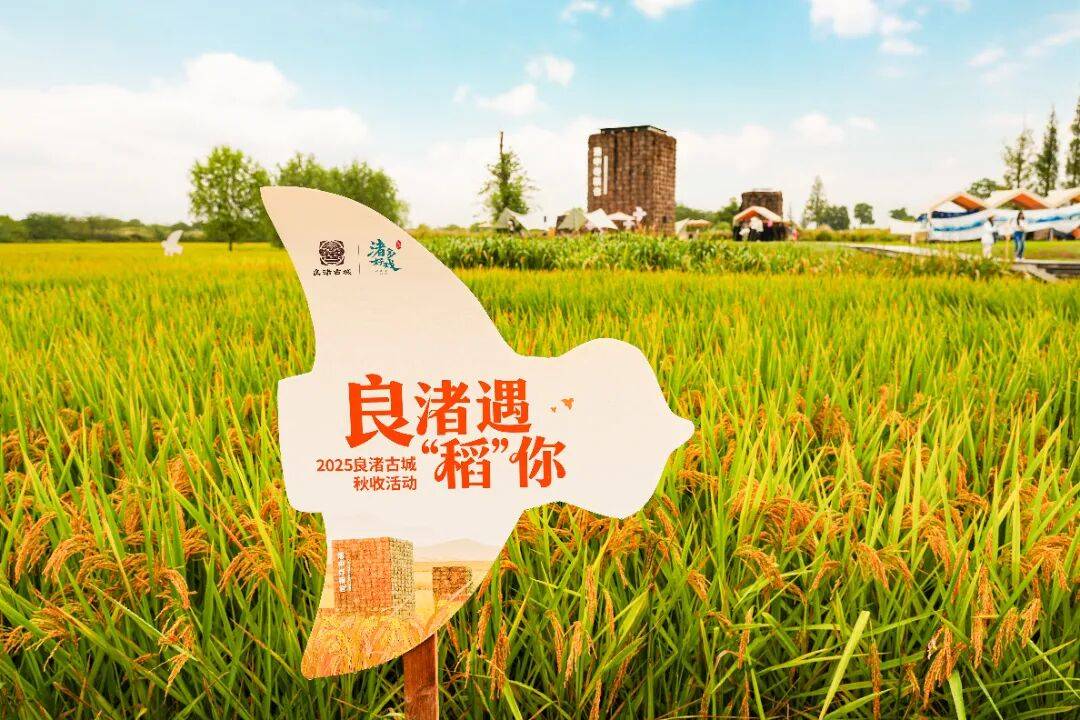 良渚遇“稻”<strong></p>
<p>上海贝岭股票</strong>你 ｜ 秋季活动正当时