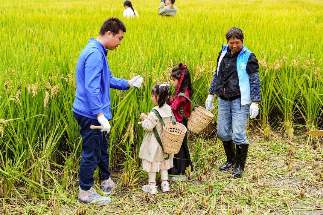 良渚遇“稻”<strong></p>
<p>上海贝岭股票</strong>你 ｜ 秋季活动正当时