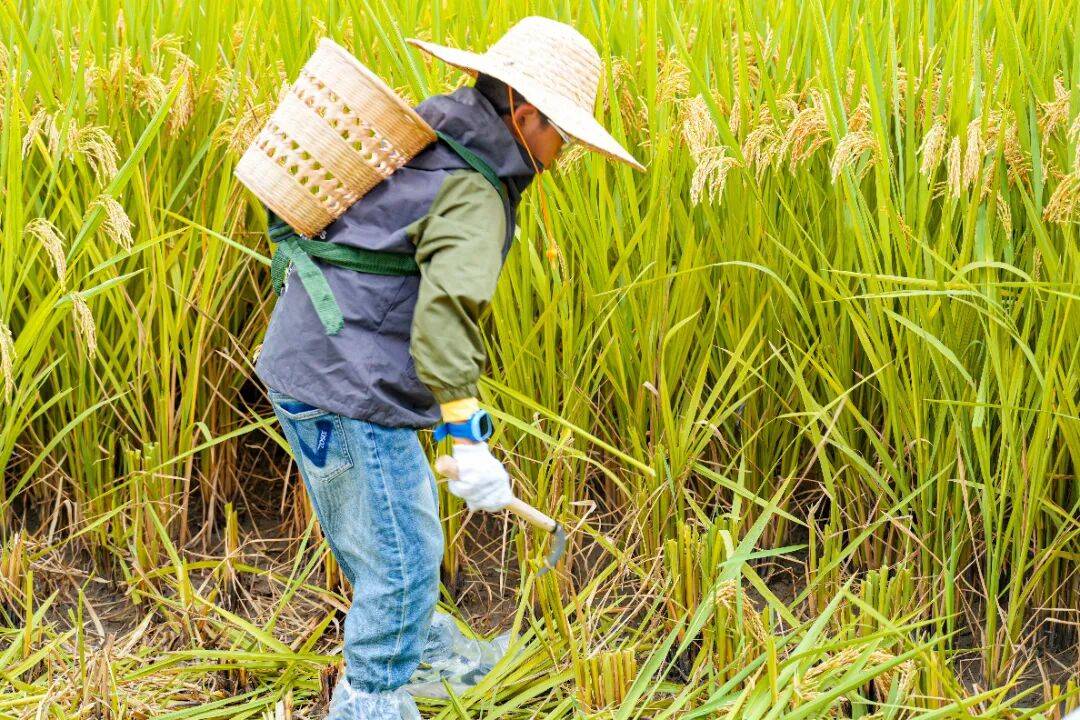 良渚遇“稻”<strong></p>
<p>上海贝岭股票</strong>你 ｜ 秋季活动正当时