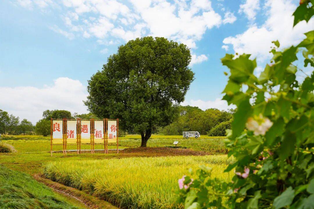 良渚遇“稻”<strong></p>
<p>上海贝岭股票</strong>你 ｜ 秋季活动正当时