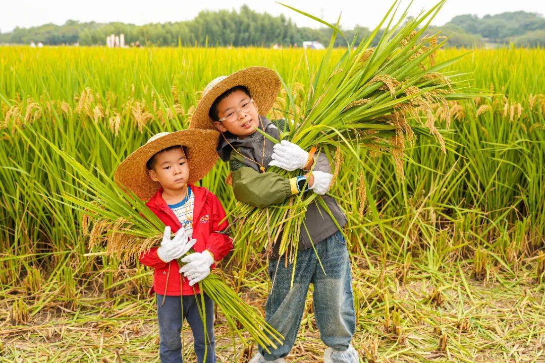 良渚遇“稻”<strong></p>
<p>上海贝岭股票</strong>你 ｜ 秋季活动正当时