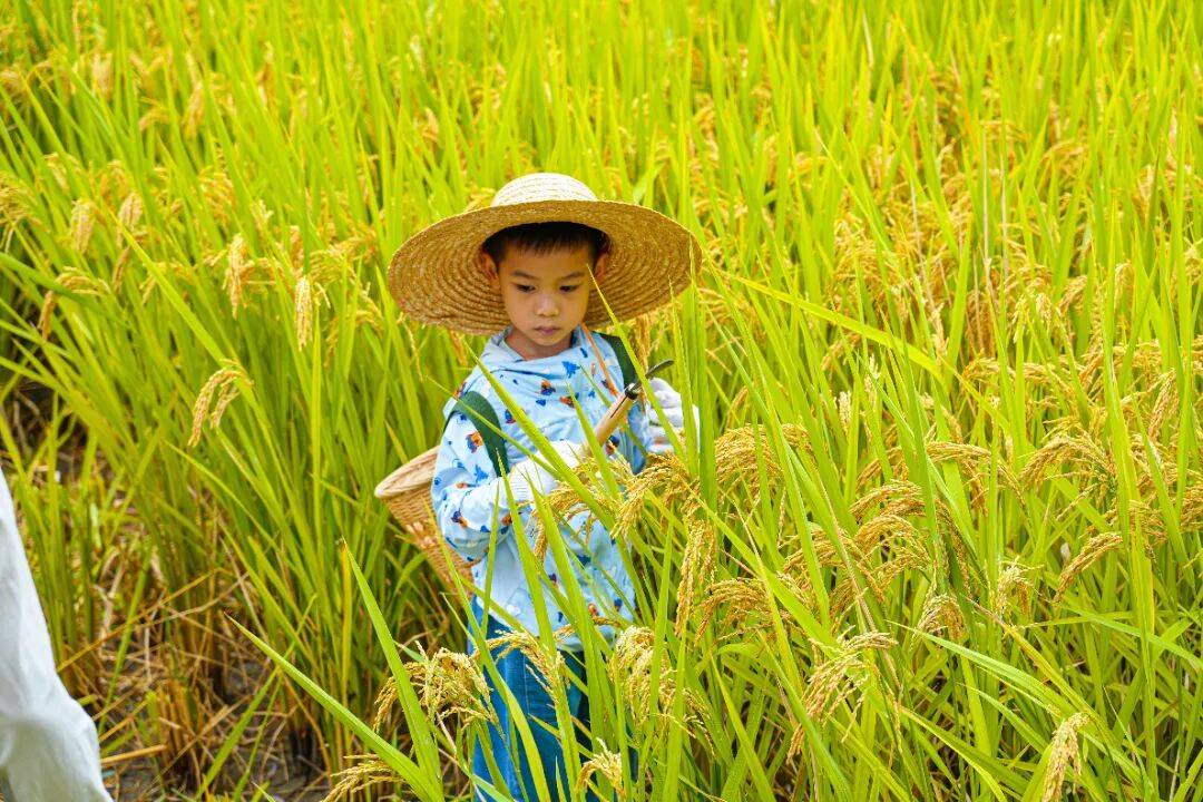 良渚遇“稻”<strong></p>
<p>上海贝岭股票</strong>你 ｜ 秋季活动正当时