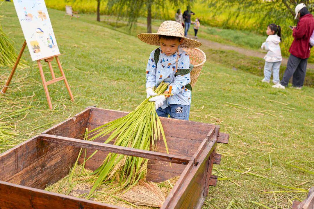 良渚遇“稻”<strong></p>
<p>上海贝岭股票</strong>你 ｜ 秋季活动正当时