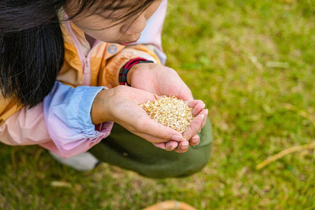 良渚遇“稻”<strong></p>
<p>上海贝岭股票</strong>你 ｜ 秋季活动正当时