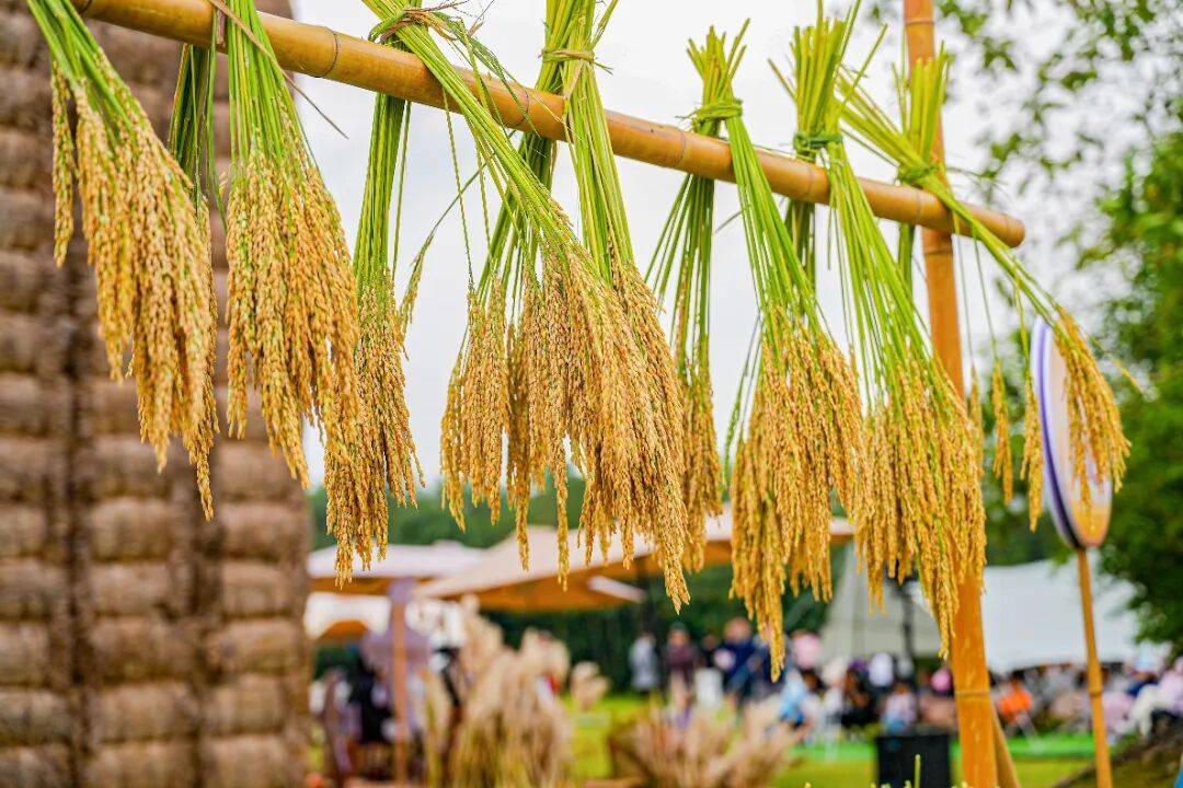 良渚遇“稻”<strong></p>
<p>上海贝岭股票</strong>你 ｜ 秋季活动正当时