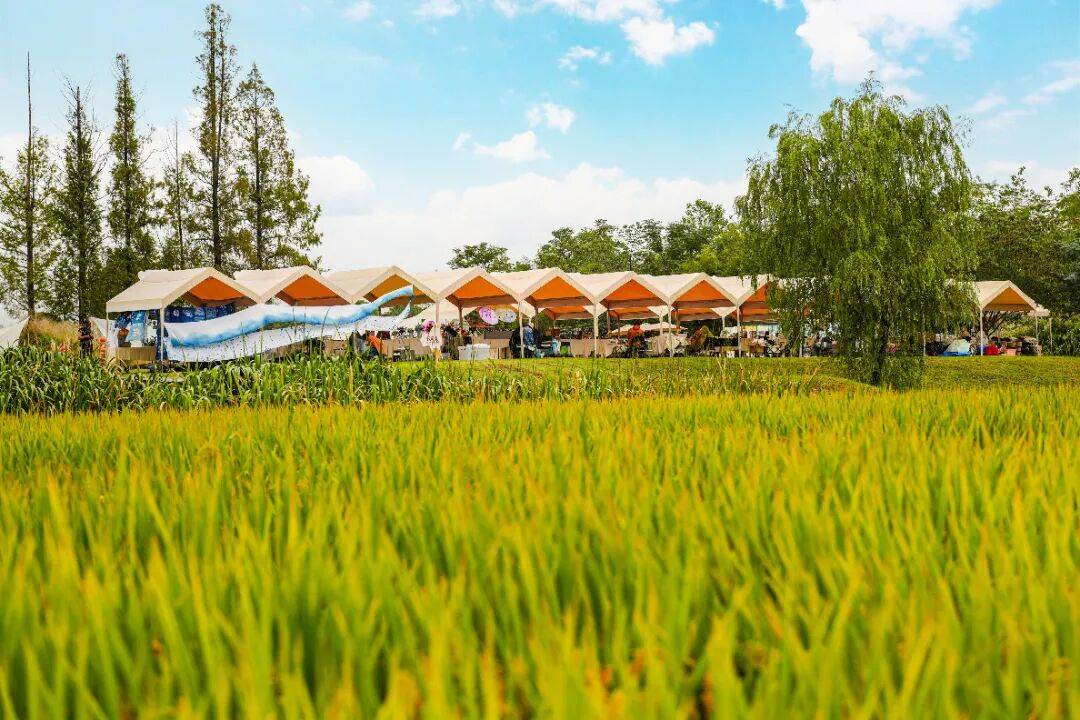 良渚遇“稻”<strong></p>
<p>上海贝岭股票</strong>你 ｜ 秋季活动正当时