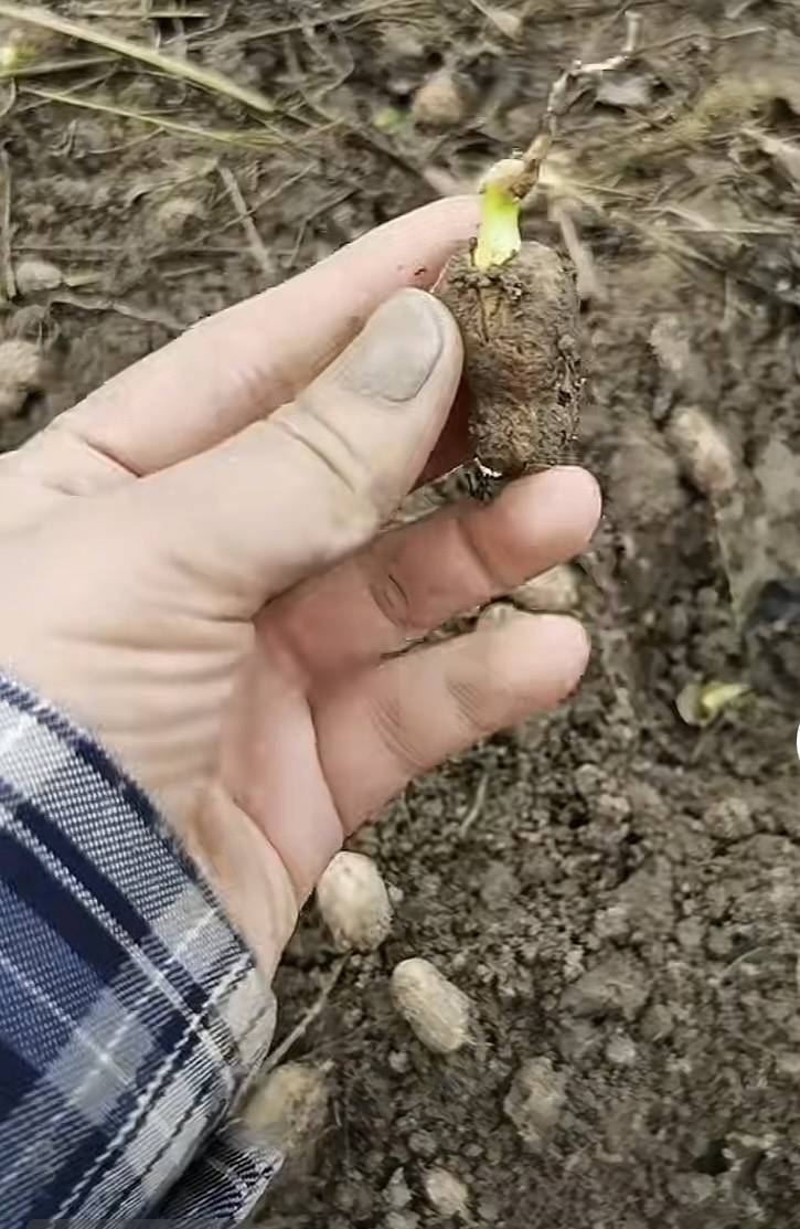 夏旱之后又秋涝<strong></p>
<p>长江电力股票</strong>,一位河南农户的花生抢收战