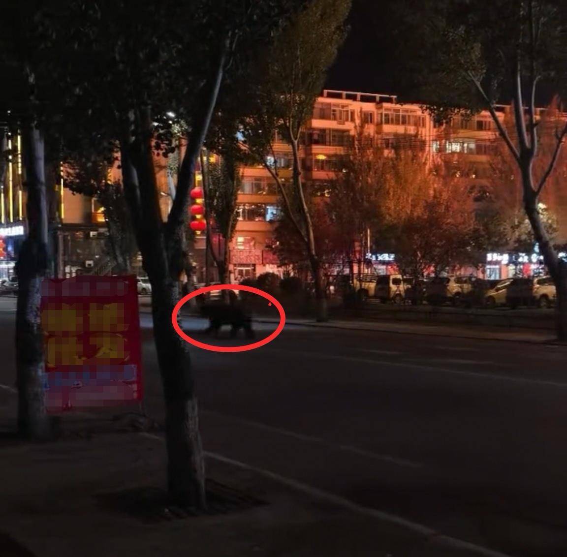 大黑熊夜里独闯黑龙江一县城闹市区<strong></p>
<p>长江电力股票</strong>,警方连开10多枪击毙,回应为何没用麻醉枪