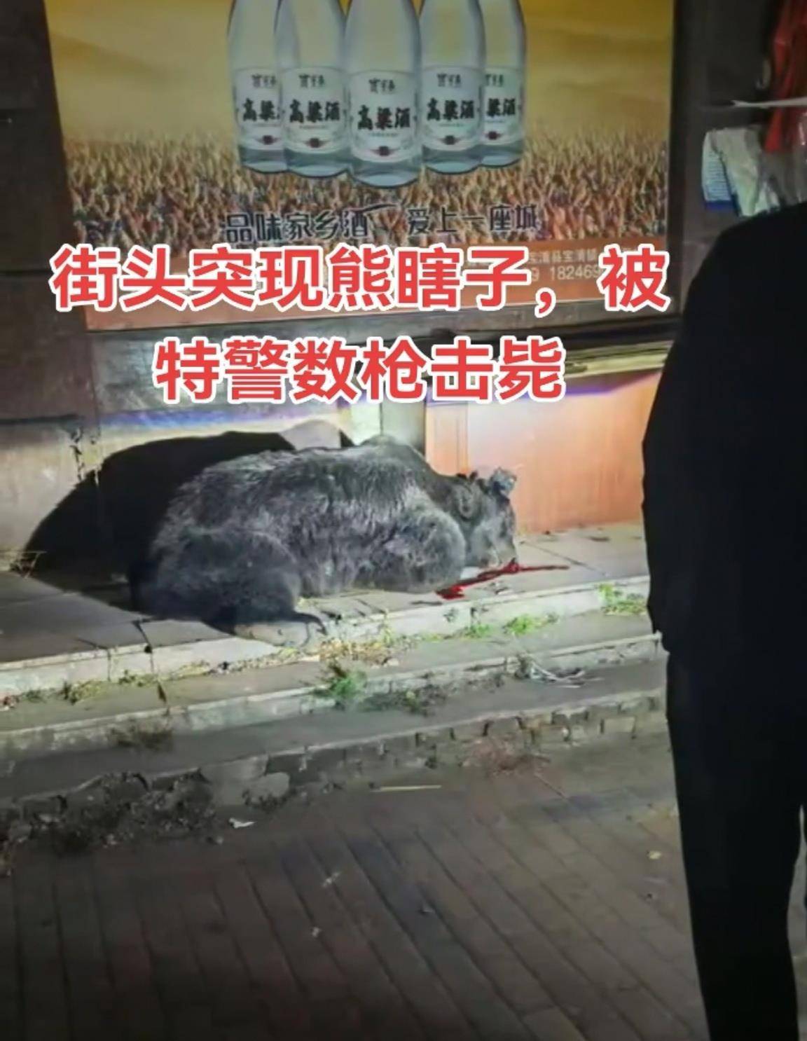 大黑熊夜里独闯黑龙江一县城闹市区<strong></p>
<p>长江电力股票</strong>,警方连开10多枪击毙,回应为何没用麻醉枪